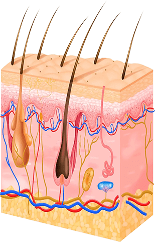 hair implant in turkey